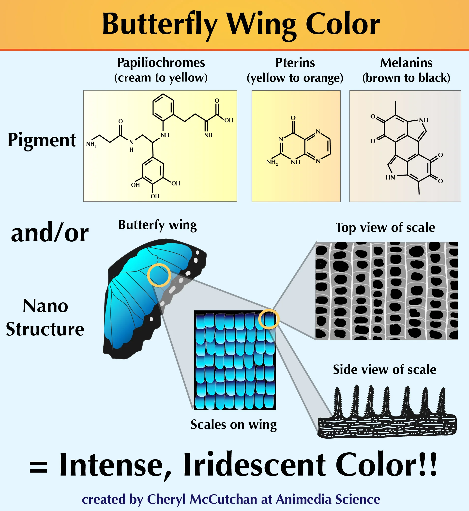 Butterflywing colors 2-01.jpg