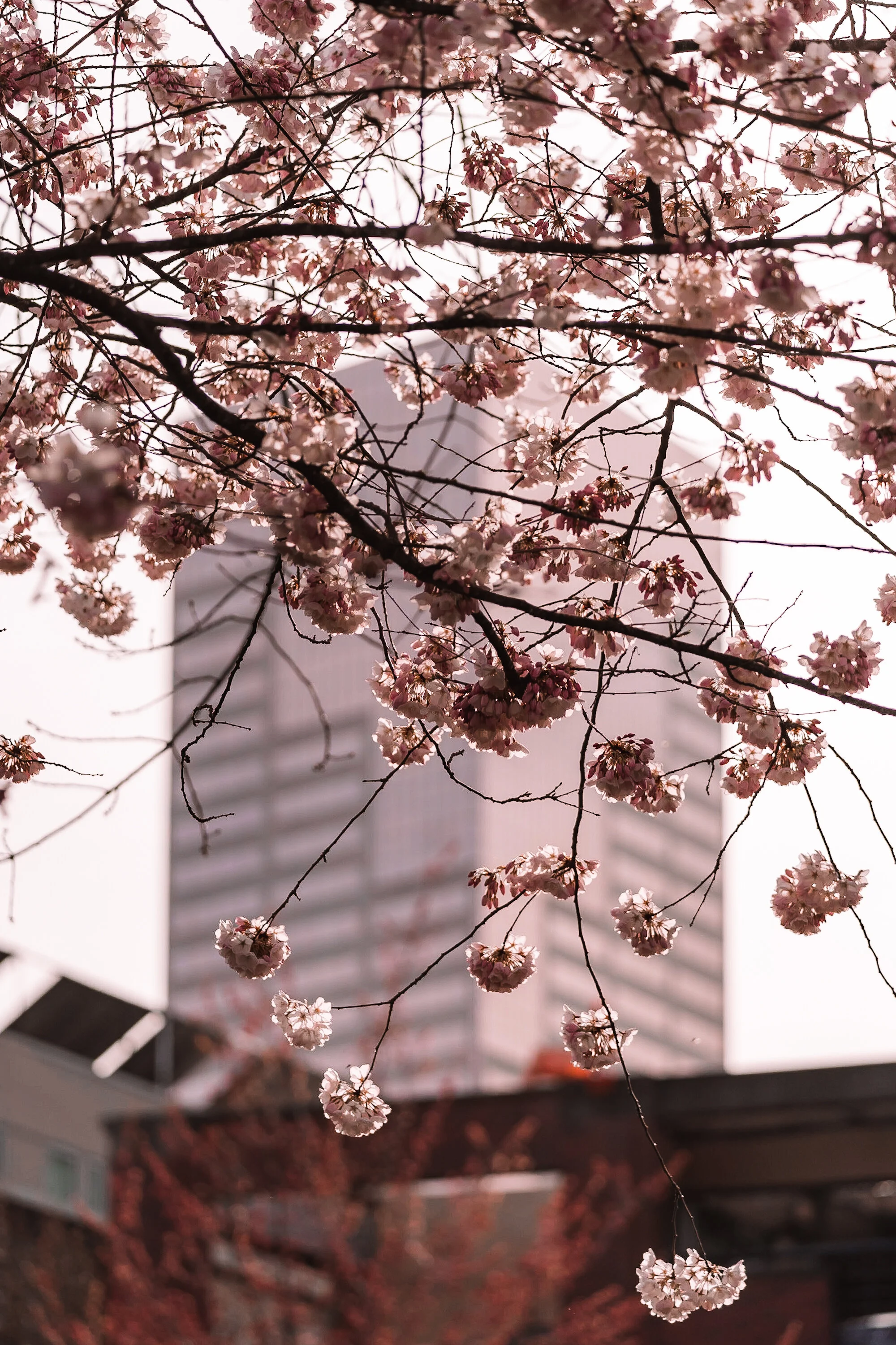_A7C5057.JPG