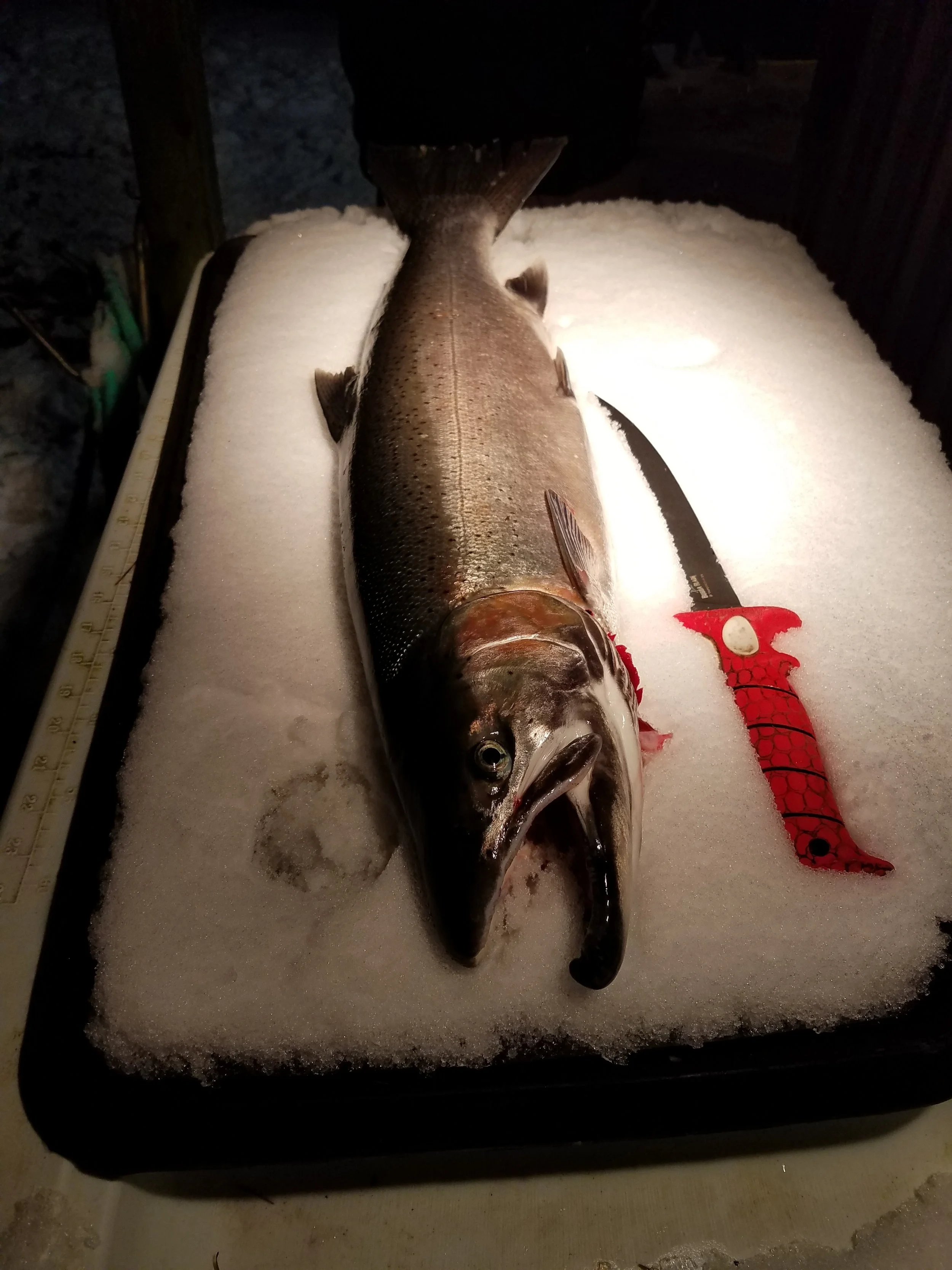 steelhead2018satsop.jpg