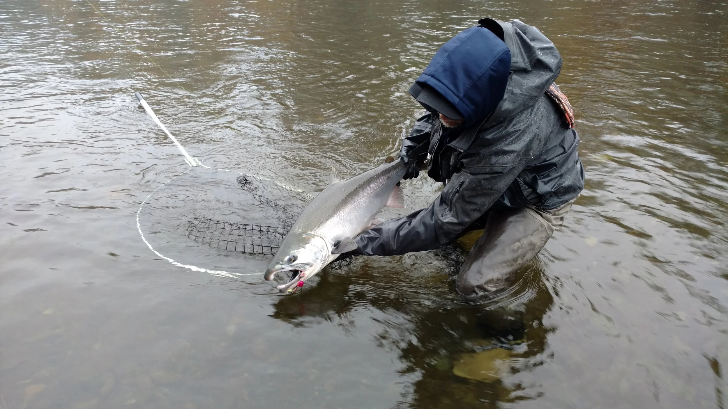 coho2018satsopwildcoho.jpg