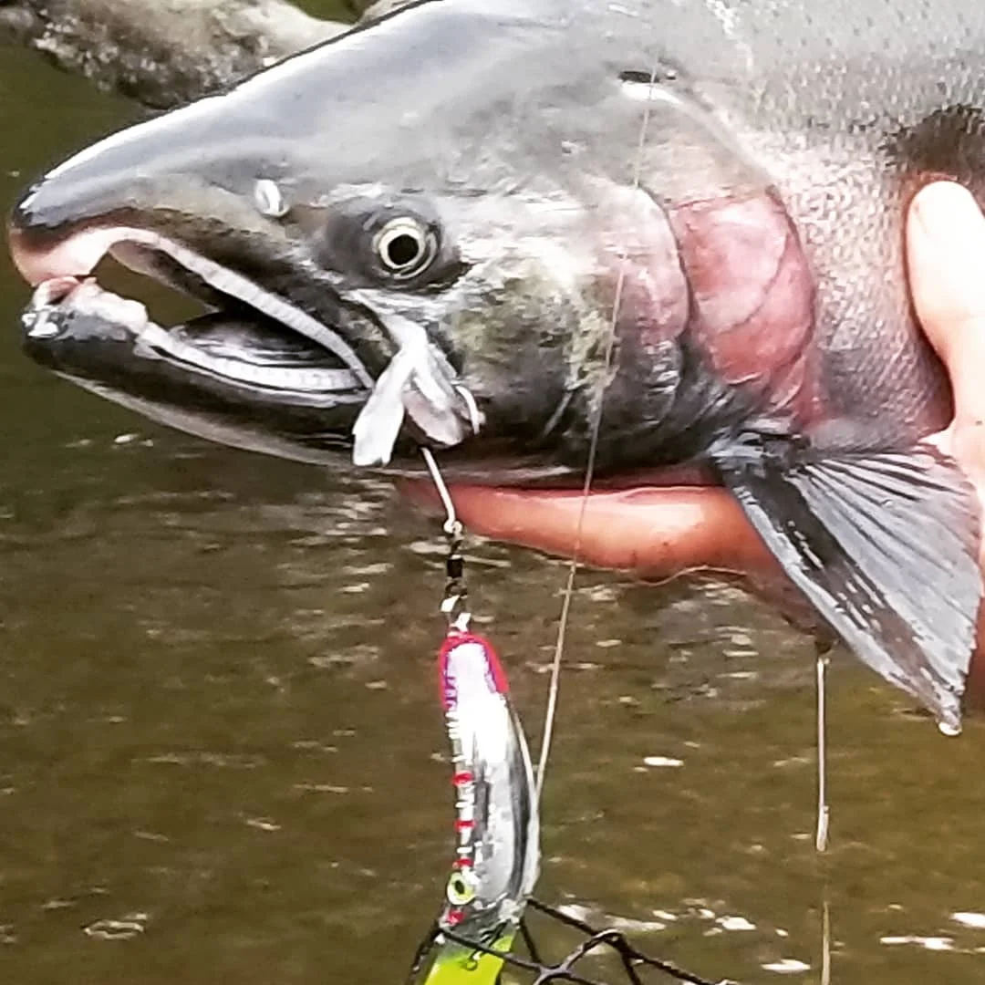 maglipcoho.jpg