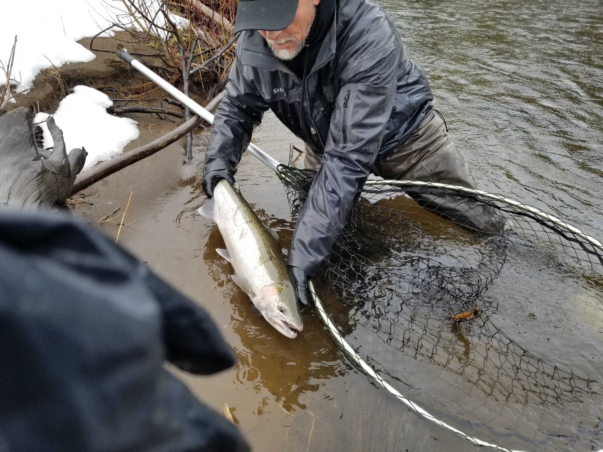 satsophatcherysteelheadfeb2019.jpeg