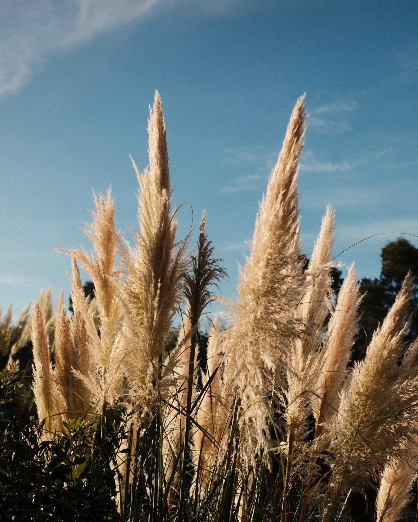 Daylesford / Hepburn Springs // Home base for less than 38 hours but I loved every minute. My evening walk around Lake Daylesford was a highlight, so much so, I got up early the next morning before I left, picked up a coffee and savoury muff and sat 