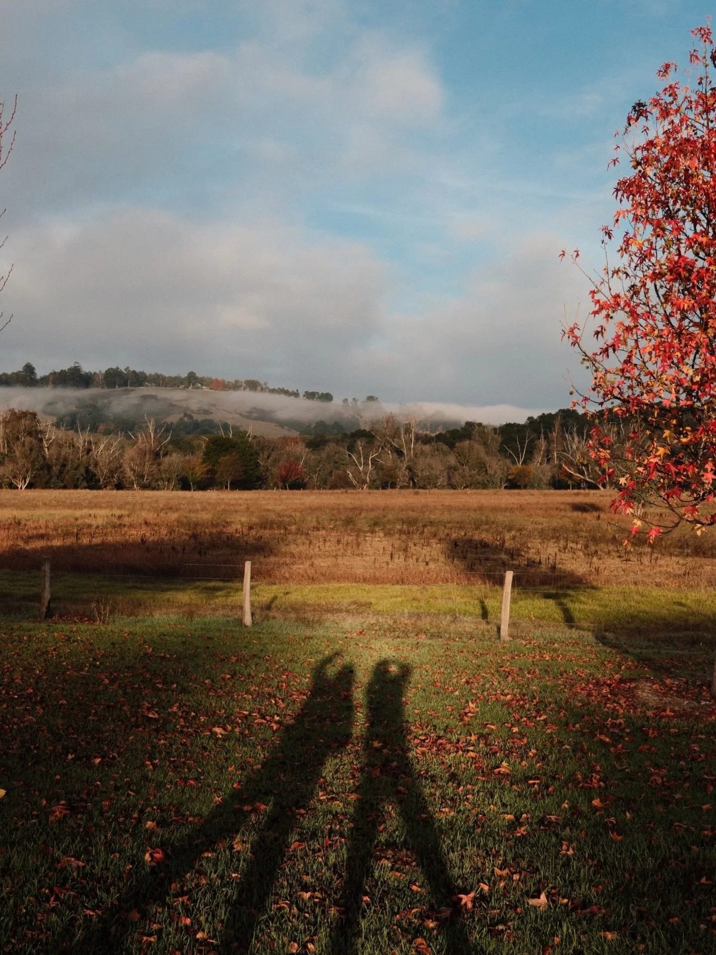 It was an early start and a slow drive avoiding all the wildlife en route, but so worthwhile getting to Balingup early to see the sun come up through snippets of fog. Thank you @hollymurphyphotography for an awesome little adventure with our cameras 