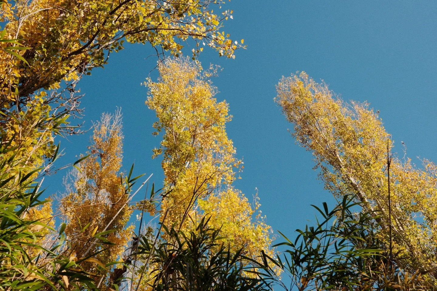 A splash of yellow and blue today on the feed today just because I love this one from the outing the other day. It came straight from my Fujifilm camera onto my phone, with no editing required..such a game changer for me for my personal photography w