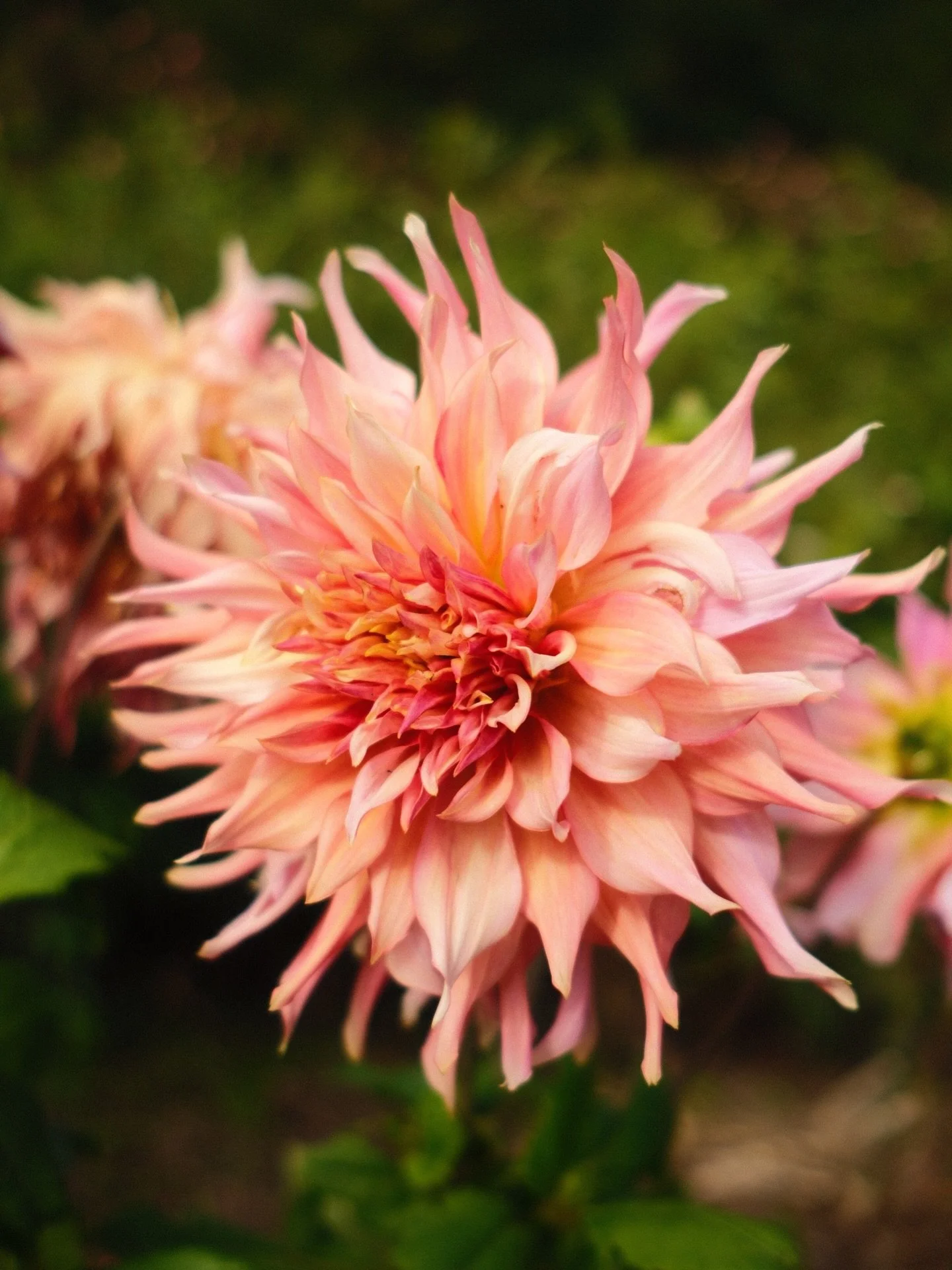 A flower. A beautiful dahlia to be precise. No head space to think about posting anything else at the moment. And no I didn&rsquo;t grow it but if the quendas stop drilling holes all around my garden, I have dreams and goals to grow these later in th