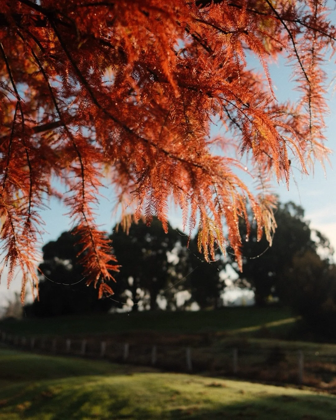 Sharing more here from my fun day out with Holly in beautiful Balingup, arriving just as the fog was lifting, and the sun poked through for a bit. I&rsquo;m so grateful for my magic little @fujifilmx_au camera which I&rsquo;m now getting used to, and