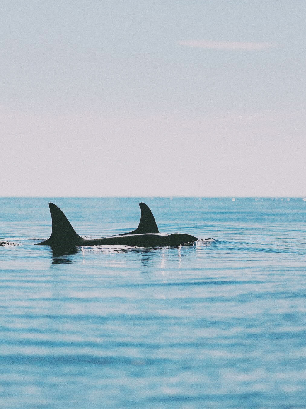 hot-water-beach-orcas.jpg