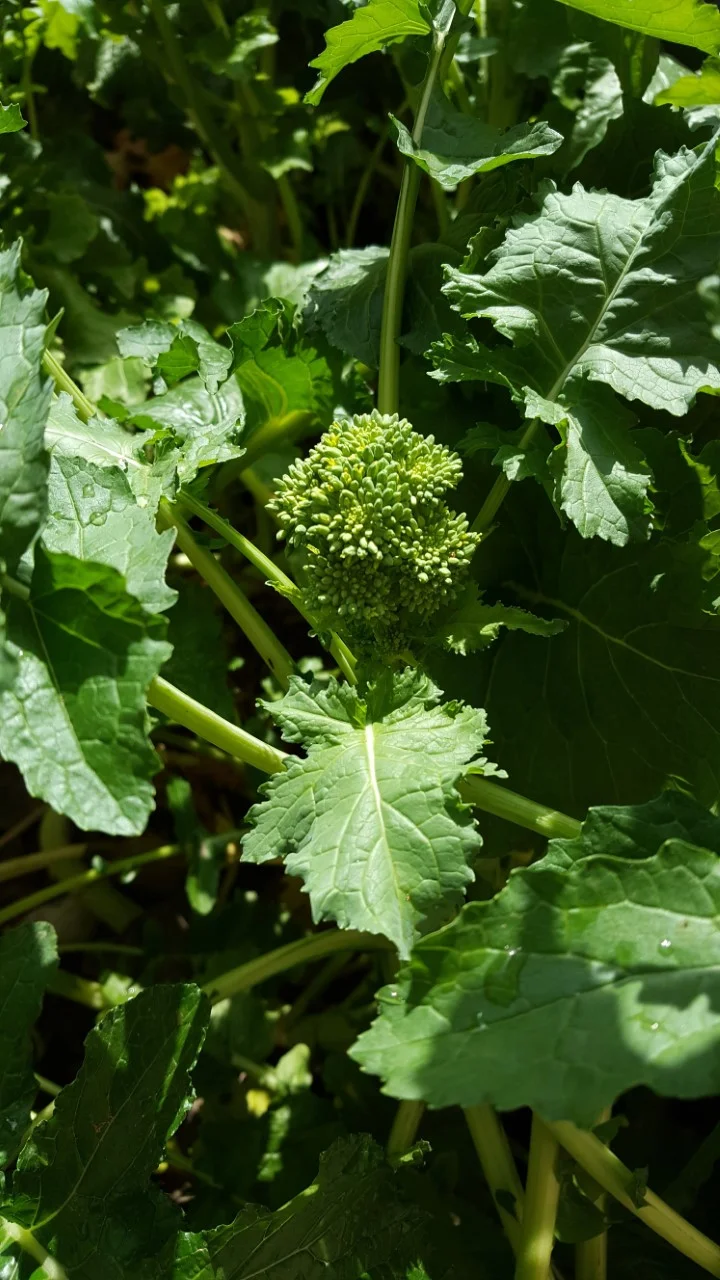 Turnip Green