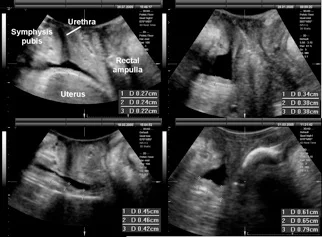 other pathology fig 1.jpg