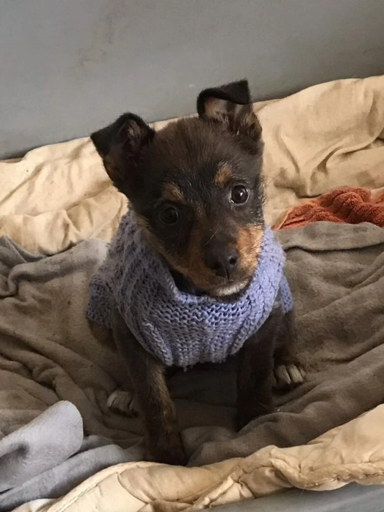 Scamp was found in the morning at the centre, after being thrown over the wall at 2am in sub zero conditions.