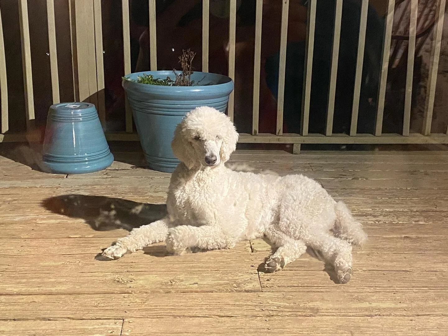 Puppy Waiting List — Scotch Corner Standard Poodles
