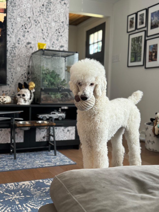 nimbus holding toy.JPG