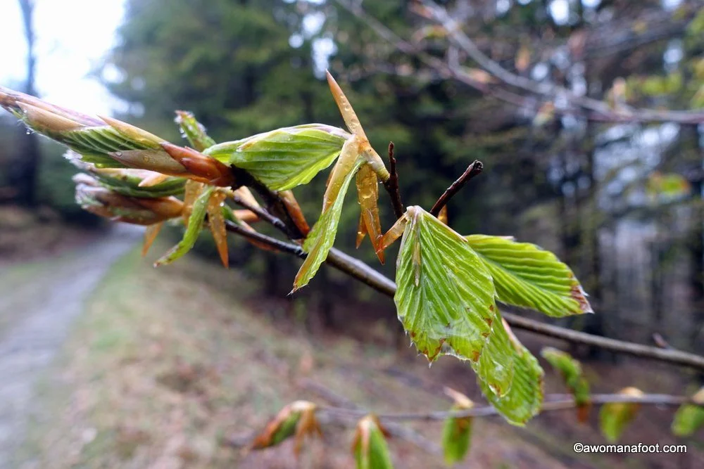 A perfect day hike from Wisła, Poland in the Silesian Beskids - check it out! awomanafoot.com