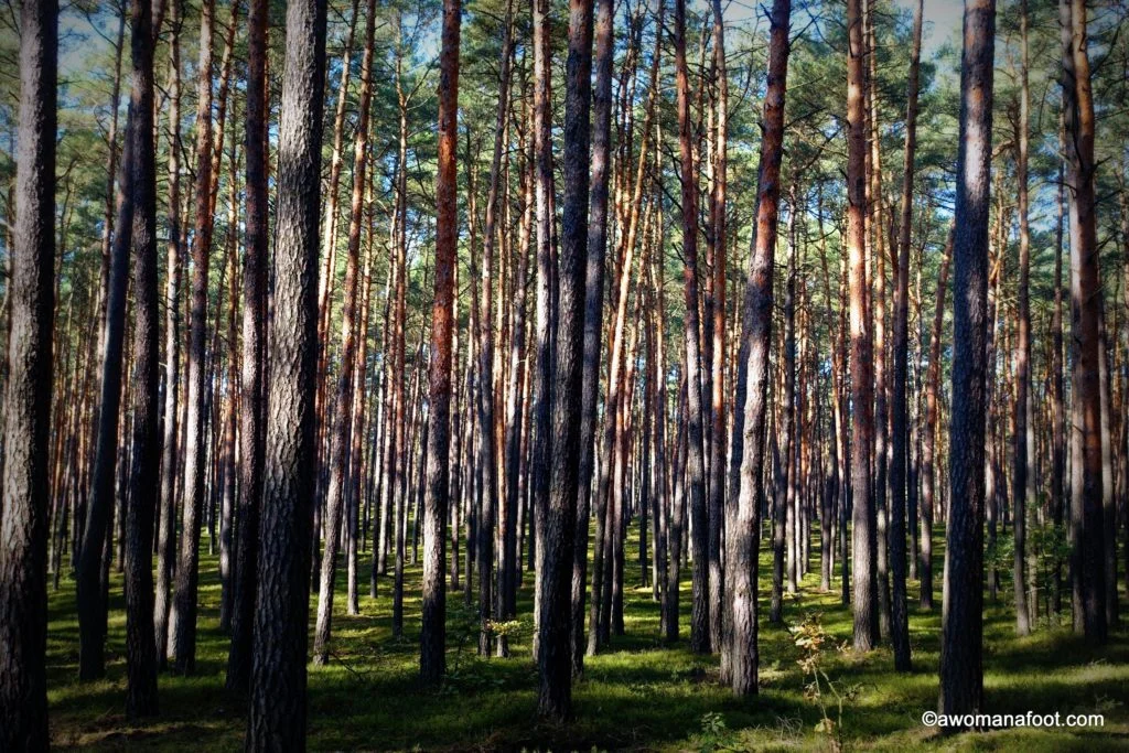 Hiking with anxiety - this time, in the #Kampinos National Park, #Warsaw, #Poland. Stunning fall foliage with the side of anxious thoughts. #hiking #solohiker #femalesolo #mentalhealth #anxiety #Warsaw What to do in Warsaw | National Parks in Poland | Hiking in Poland | awomanafoot.com
