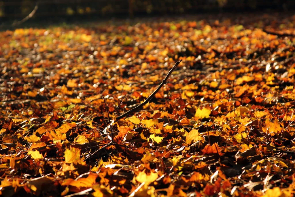 Fall hiking? Check what to wear and what to pack for an awesome and safe adventure through fall foliage. #hiking #fall #hikingclothes #hikingear #trekking #autumn #fallhiking awomanafoot.com