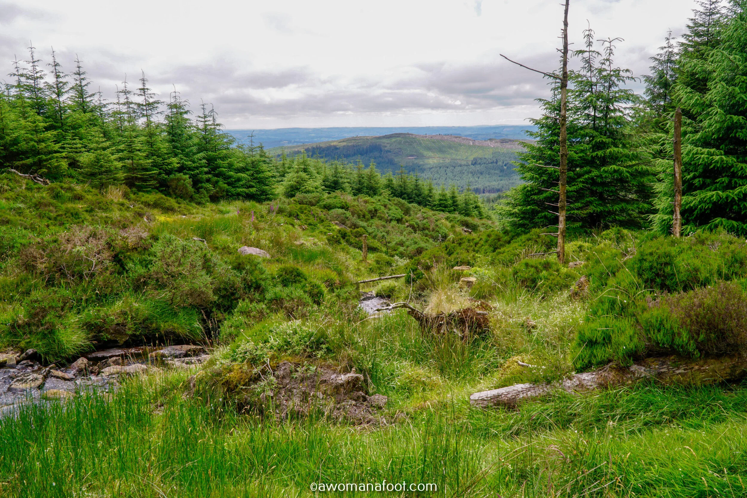 Hiking Solo the beautiful Sli Gaeltacht Mhuscrai trail in Ireland! First part: from Millstreet to Ballyvourney @ awomanafoot.com | Irish Trails | Hiking in Ireland | Active holidays in Ireland | West Cork Trails | Female Solo Hikers | European Trails | #Ireland #Hiking #FemaleSoloTravel #Trails #SliGaeltachtMhuscrai #Cork #HikingSolo