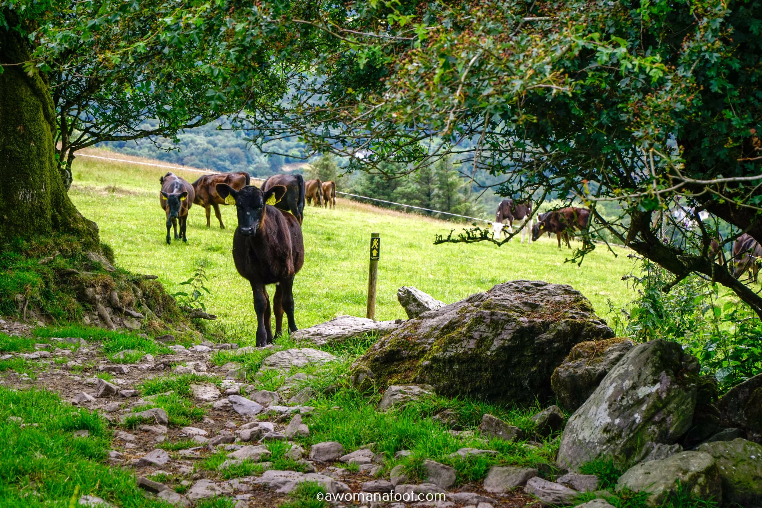Hiking Solo the beautiful Sli Gaeltacht Mhuscrai trail in Ireland! First part: from Millstreet to Ballyvourney @ awomanafoot.com | Irish Trails | Hiking in Ireland | Active holidays in Ireland | West Cork Trails | Female Solo Hikers | European Trails | #Ireland #Hiking #FemaleSoloTravel #Trails #SliGaeltachtMhuscrai #Cork #HikingSolo