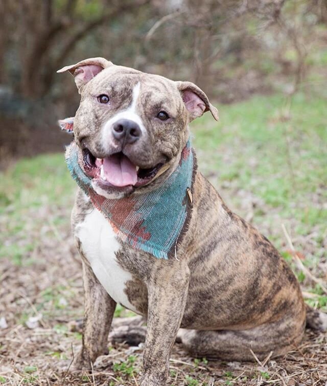 ADOPT: Bubba! Potty-trained and with the cutest smile around, this 2-year old pup just needs a loving home to call his own... Who&rsquo;s ready to meet their new best friend? Contact @wagsandwalksnashville! ✌️❤️🐶 #tinybutmighty #adoptme