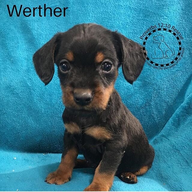 ADOPT: Oh. My. Goodness! Darling little pupper, Werther and his siblings are available for adoptions! Contact the fine folks at @proverbs1210animalrescue if you&rsquo;d like to put in an application for these Yorkie/Dachshund puppies. ✌️❤️🐶 #tinybut