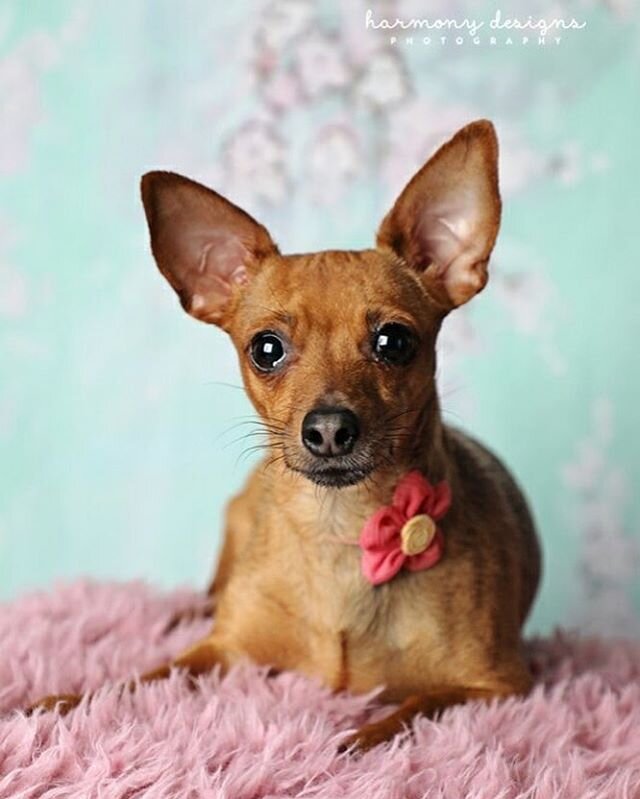 ADOPT: Philly is ready to hunker down with you during self-quarantine time... This Chihuahua-Dachshund cutie is the perfect partner to cuddle with. Contact @agaperescue if you&rsquo;re ready to meet your best friend. ✌️❤️🐶 #tinybutmighty