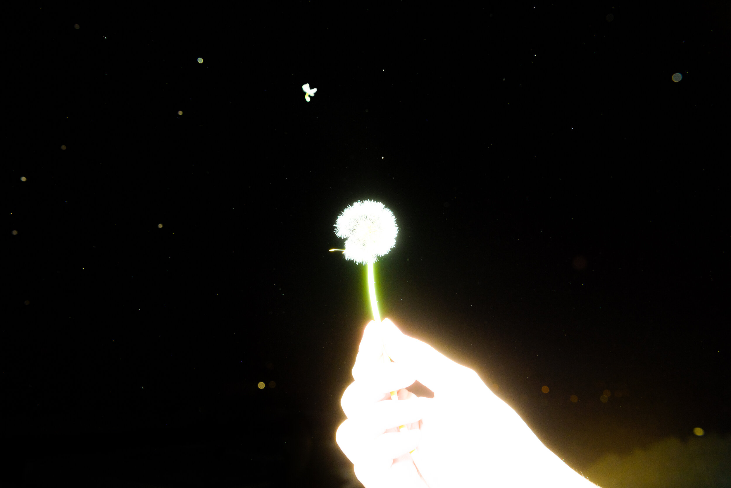 StarryKong-12.jpg