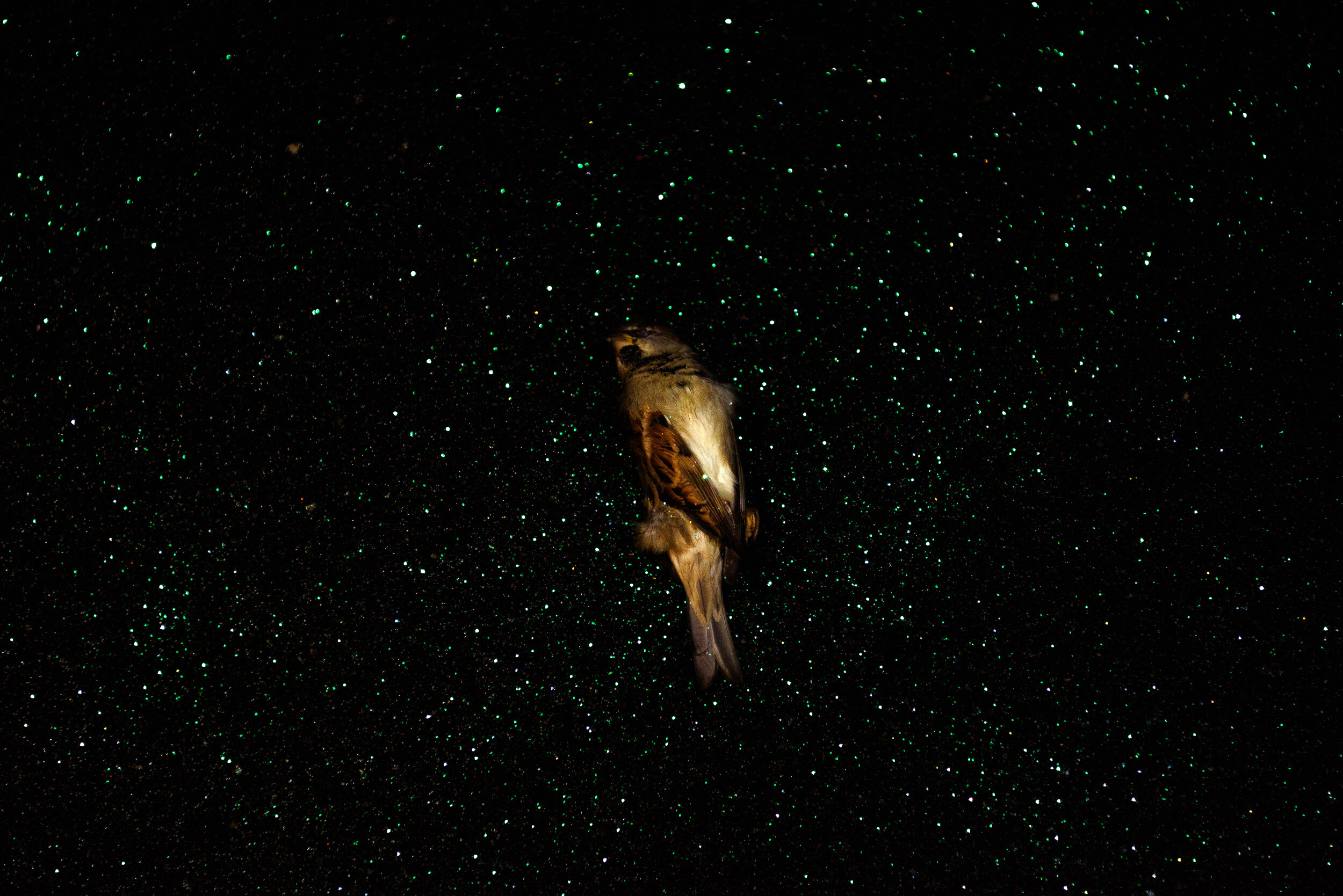 StarryKong-21.jpg