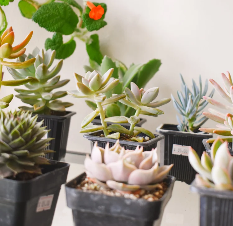 where to purchase succulents 4" Rosette Succulent