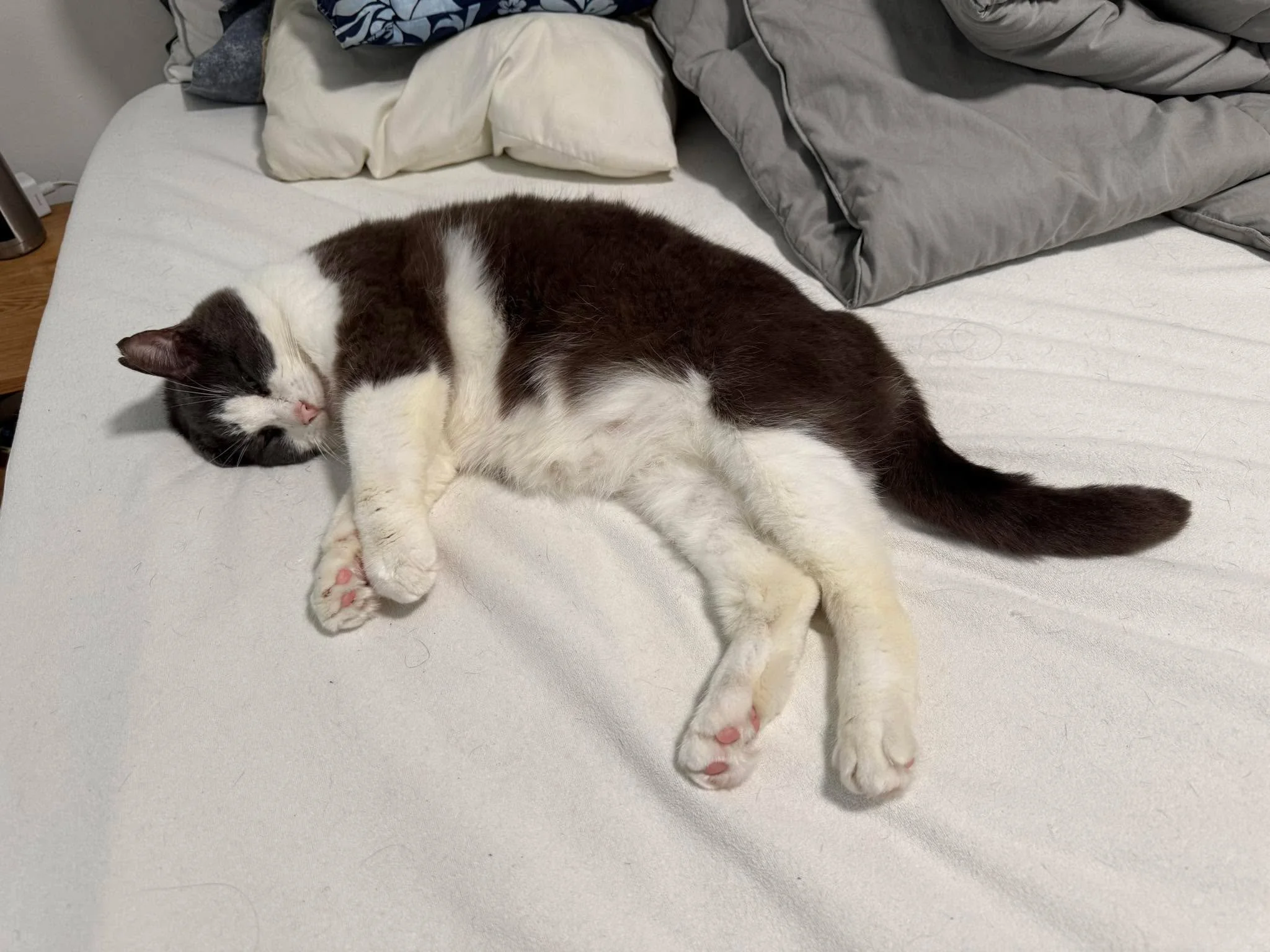 Cinder. &ldquo;The Dude&rdquo;. Takin&rsquo; &lsquo;er easy for all us sinners. #caturday