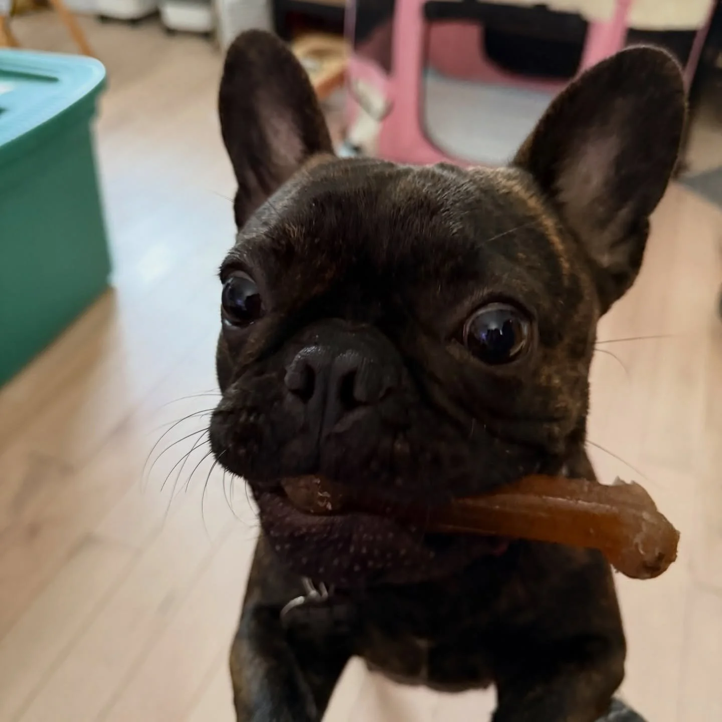 Nala has a slobbery plastic bone for you all!  #frenchie #dogs