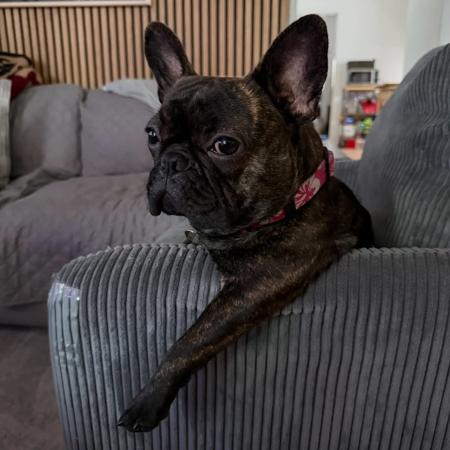 Nala just chillin until she wanted a corn dog snack. #frenchie #dogsoﬁnstagram
