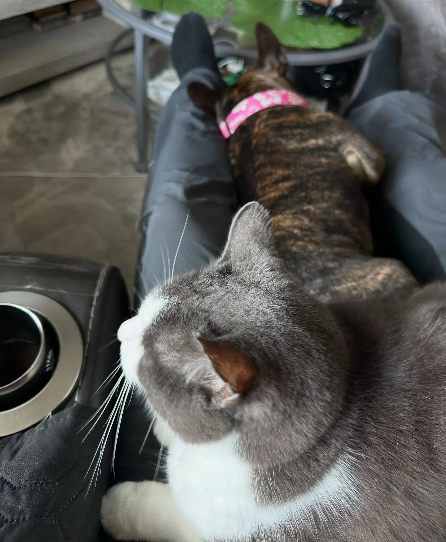 High demand for papas lap tonight.