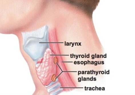 parathyroid-trachea.jpg