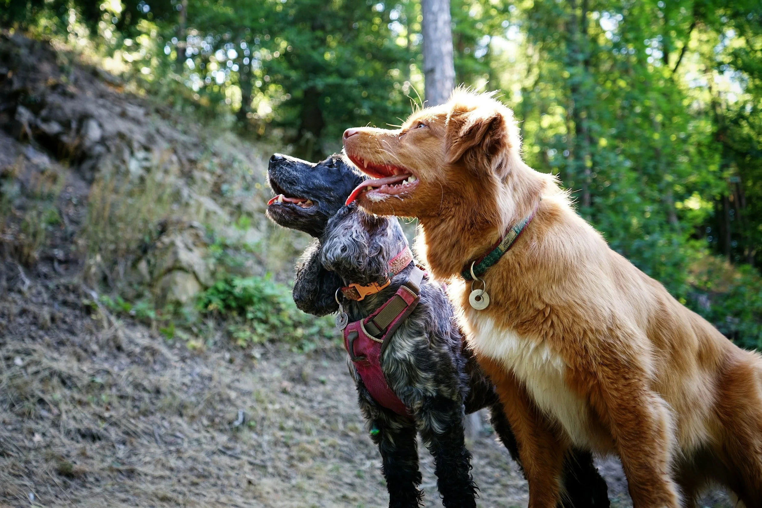 muzo-chien-lyon-cerise-miette-regard.jpeg