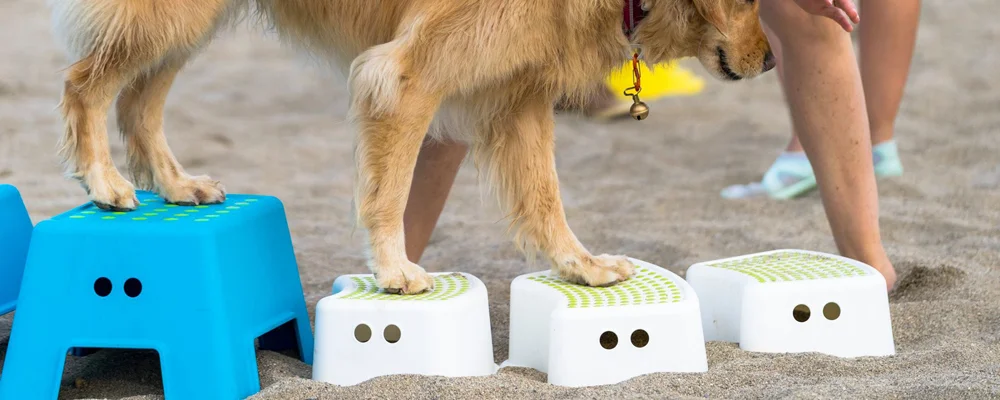 muzo-lyon-chien-proprioception-fitness.jpg