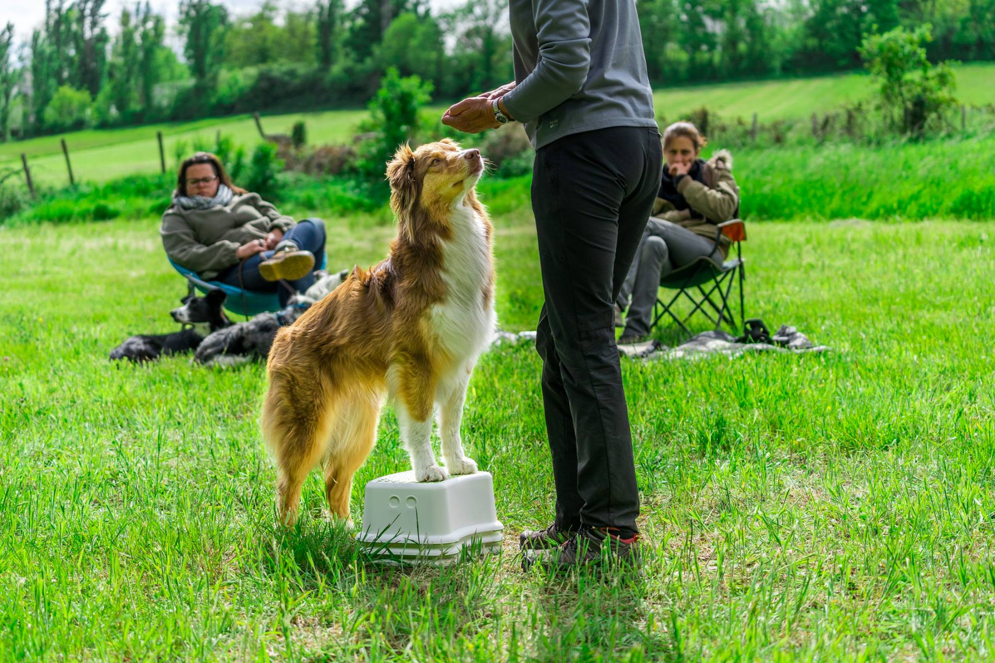 muzo-lyon-chien-proprioception-berger-australien-renforcement-musculaire.jpg