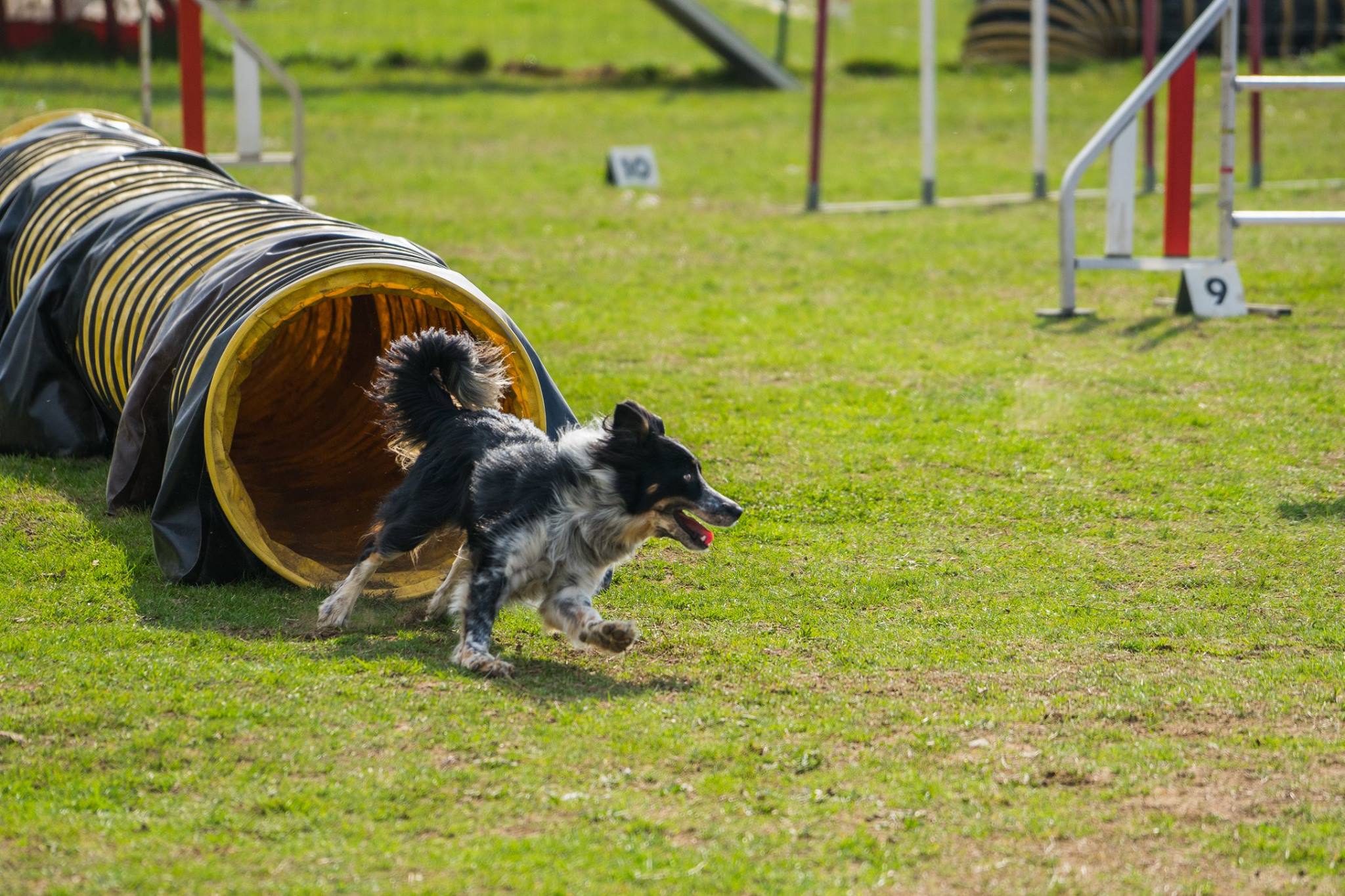 muzo-chien-lyon-agility-border-collie-tunnel.jpg