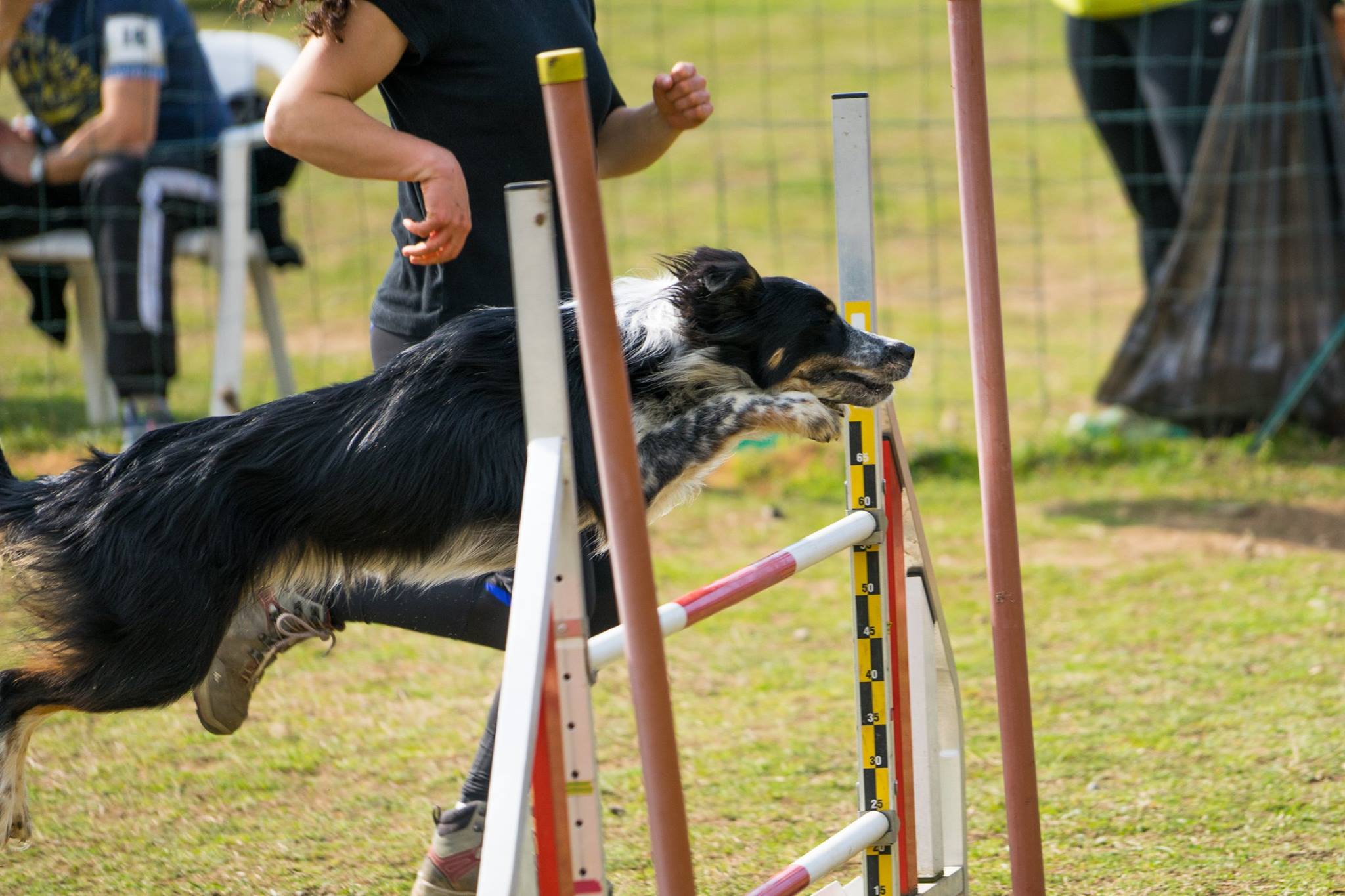 muzo-chien-lyon-agility-border-collier-saut-c.jpg