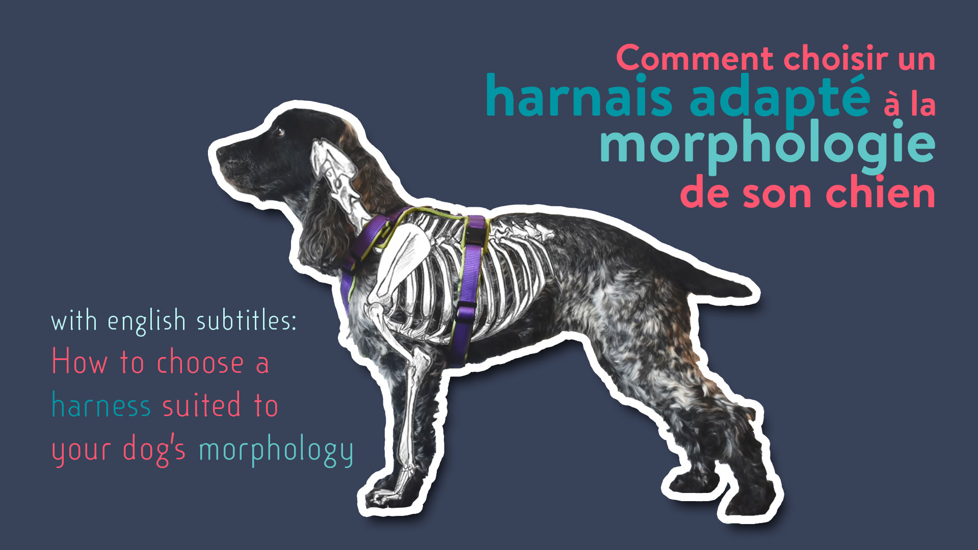 Comment choisir un harnais adapté à la morphologie de son chien — Camille  Nguyen | fitness et sports canins