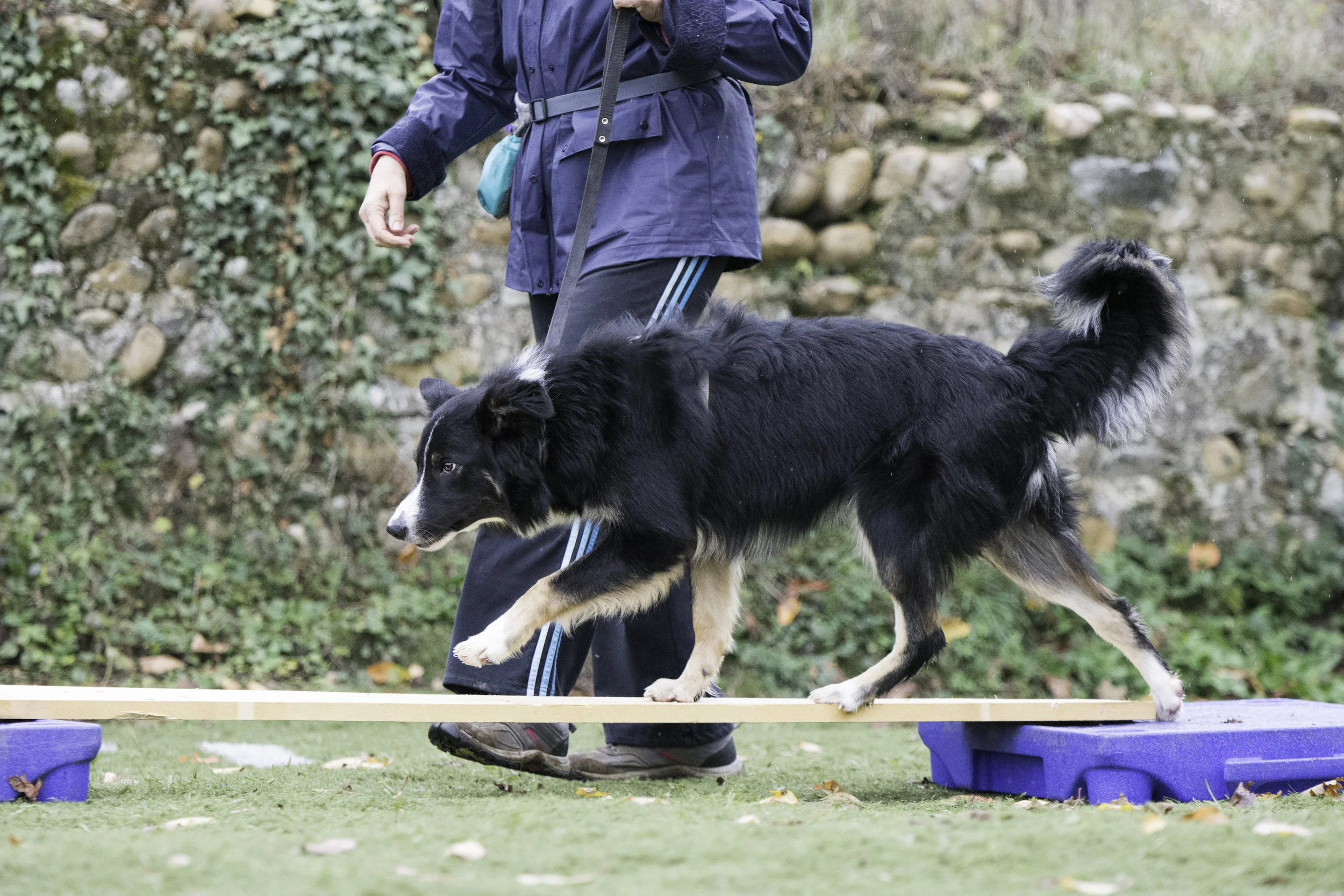 muzo-lyon-proprioception-border-collie