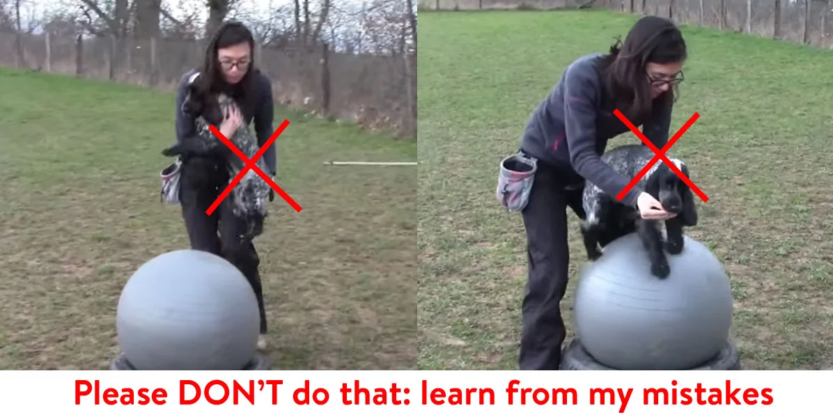 Remember that this picture is what NOT to do: everything is wrong with this, from carrying my dog to actually wanting her on a round gym ball in the first place (her back is roach, this is not something you want when training fitness).