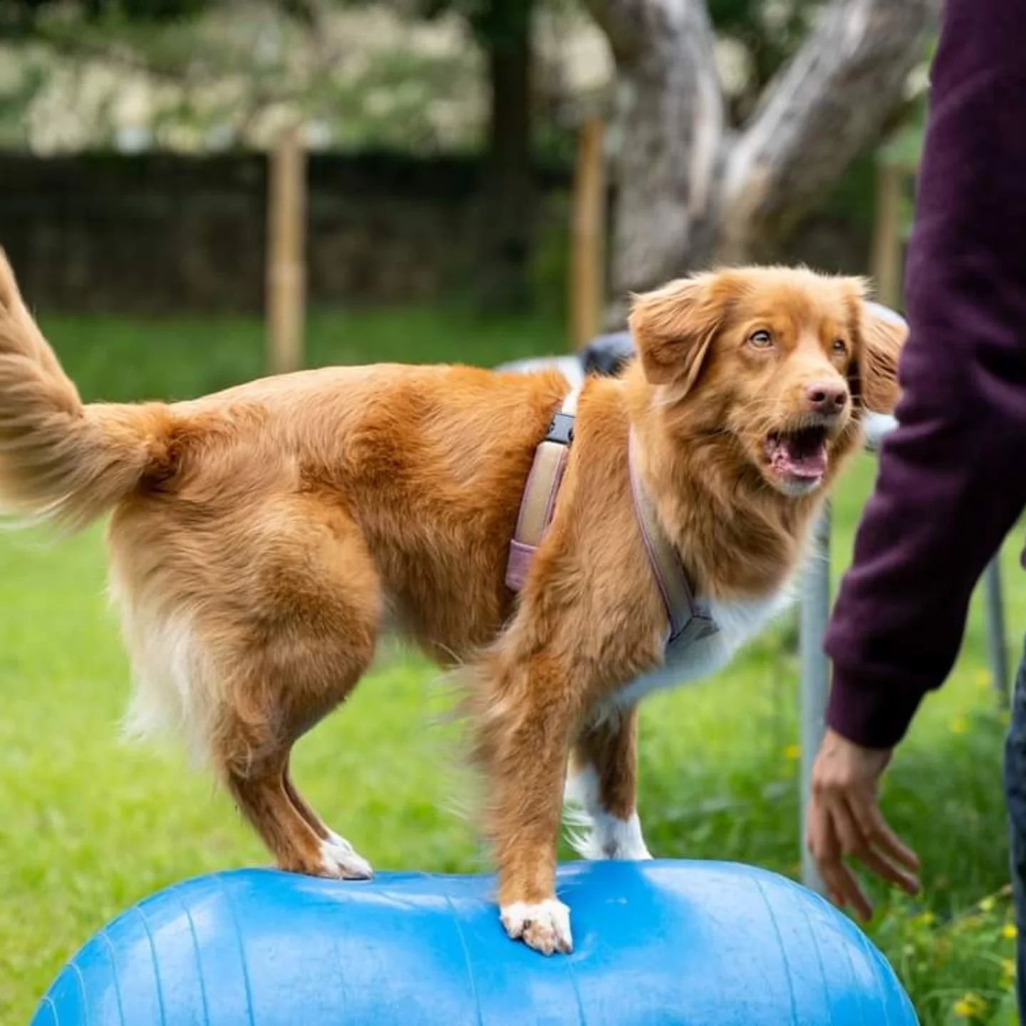 Miette vous informe que les inscriptions au cours Proprioception ferment dans 2 jours ! Ensuite ce sera trop tard, le cours ne sera pas repropos&eacute; pendant 1 an. Je dis &ccedil;a, je dis rien 😁

(Apr&egrave;s, pour de vrai, si vous n'avez pas l