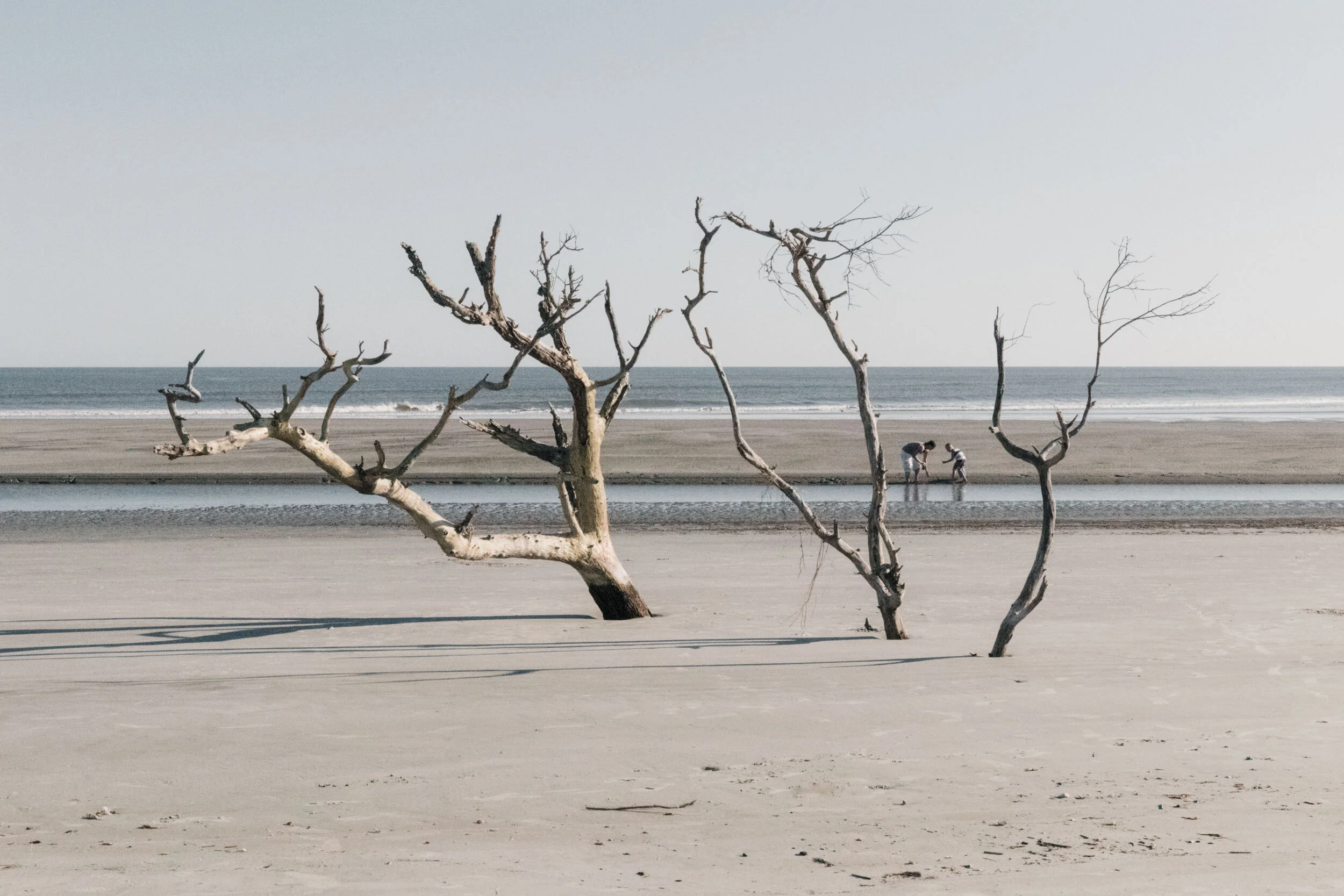 Folly-Beach-Tree-1.jpg