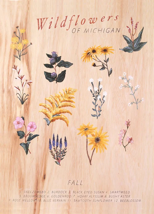 wildflowers of michigan vanessa autumn.jpg