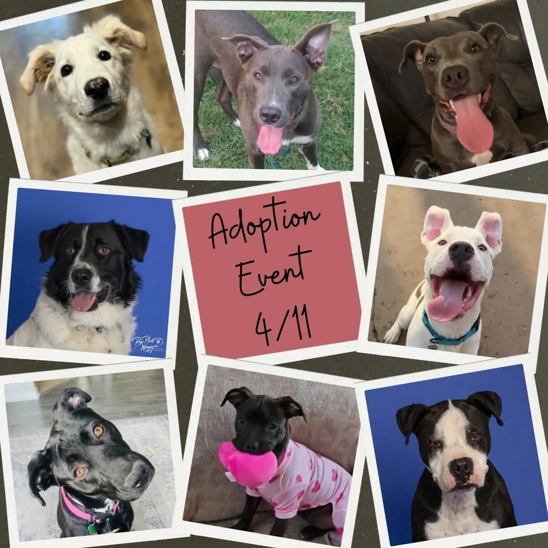 Oklahoma Pet Collective Society - Adoption Event