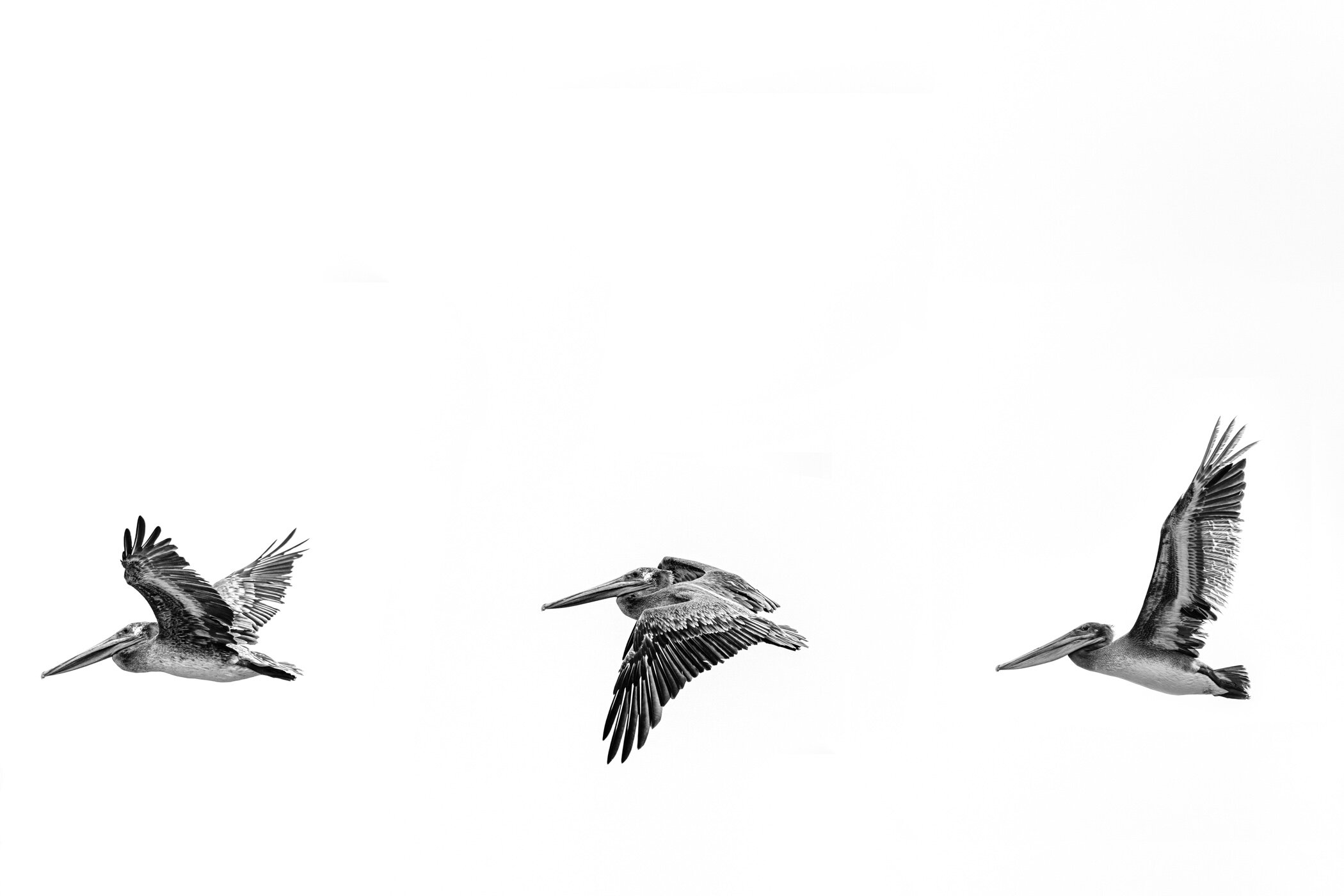Whoosh IV-web-lukas griffin.jpg