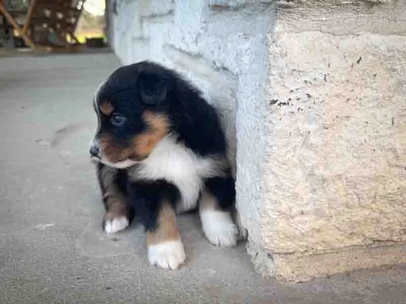 Satin- Available $2,000