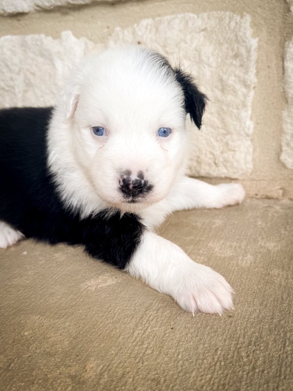 Tuxedo- Available $2,000