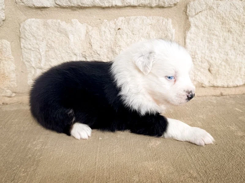 Tuxedo.jpg