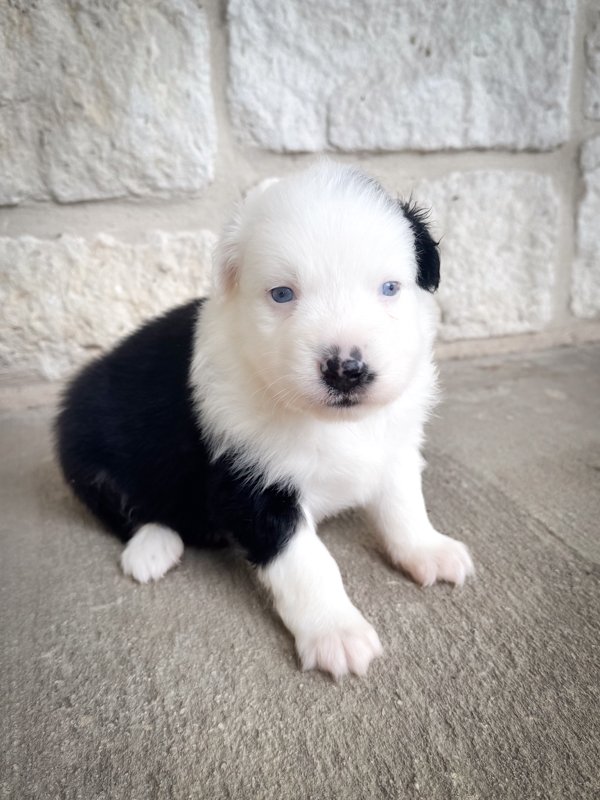 Tuxedo3.jpg